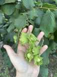 Orzechy laskowe 5 kg