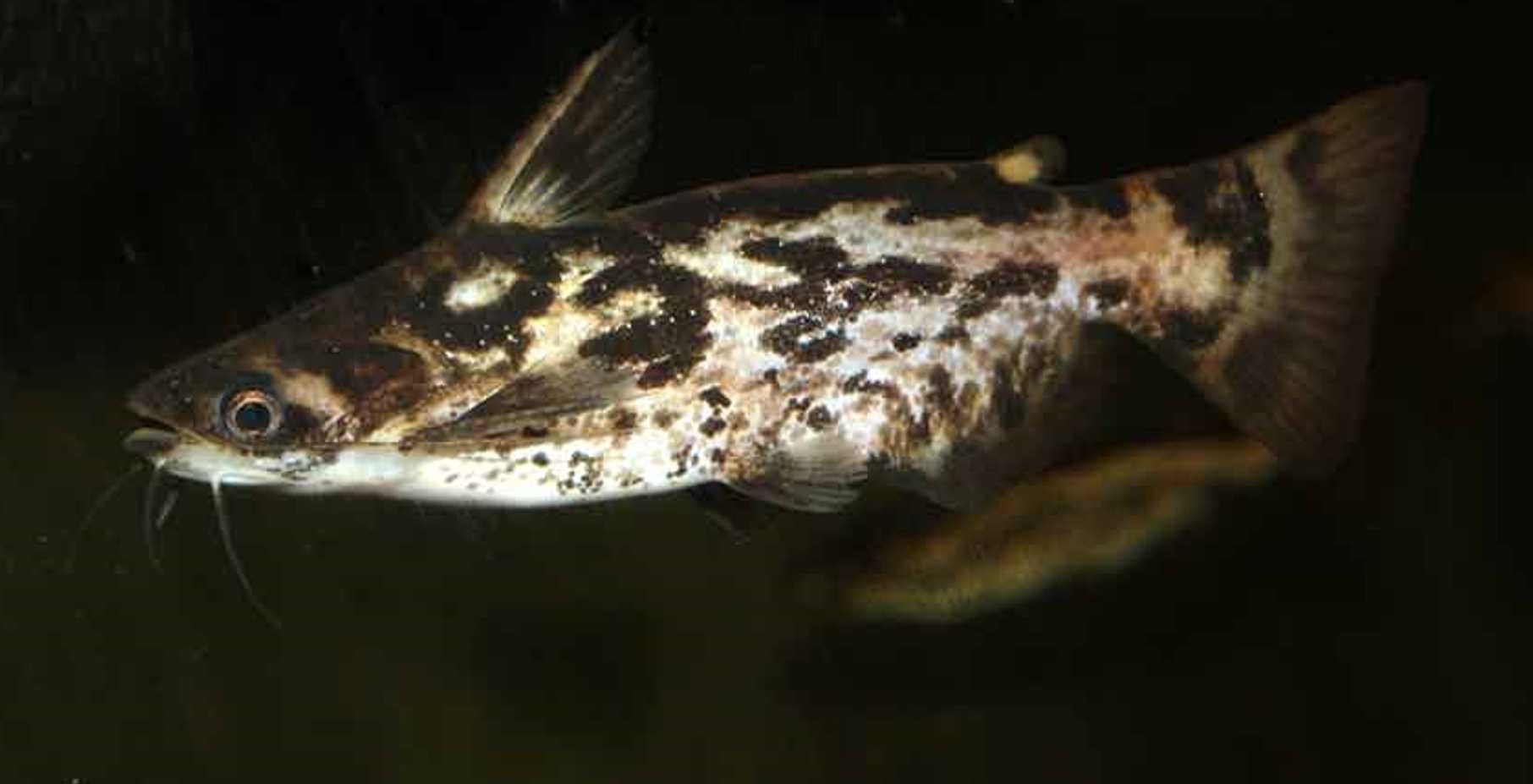 Trachelyopterus fisheri - Sumik - Sum - dowozimy, wysyłamy