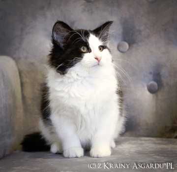 Werbena z Krainy Asgardu*PL - biało-czarna kotka norweska leśna