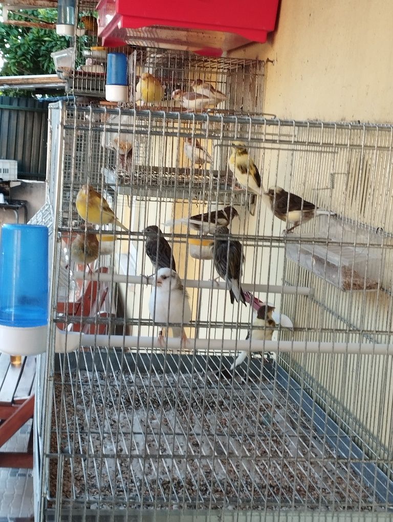 Canários timbrado