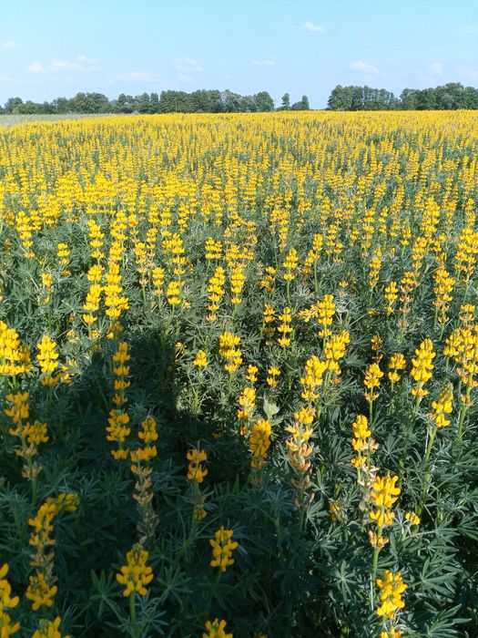 Łubin zółty odmiana mister