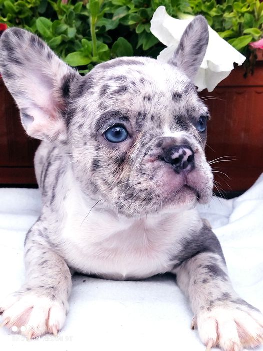 Французы мини и стандарт.