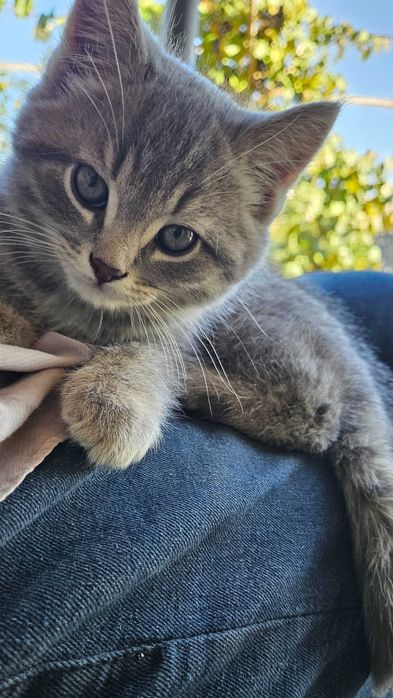 Британські кошенята