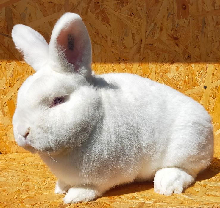 Nowozelandzki Biały