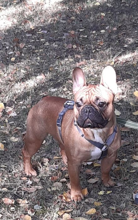 Вязка Французький Бульдог!