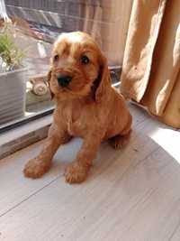 Cocker spaniel angielski sunia