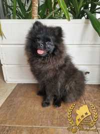Pomeranian szpic miniaturowy czarny chłopiec