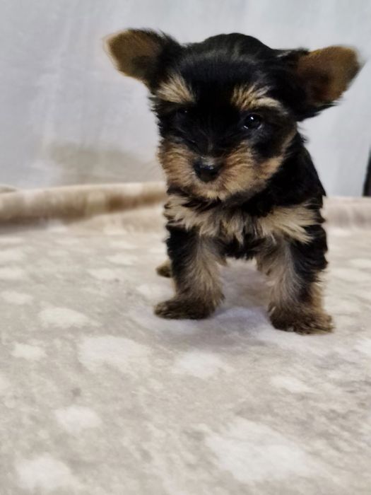 Йоркширский терьер щенки