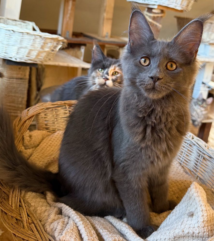 Niebieska koteczka UNA Maine Coon