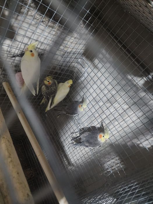 Caturras de boa qualidade