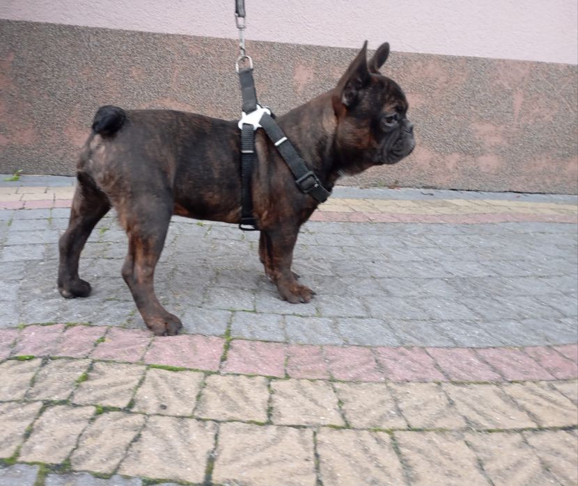 Bulgog Francuski Pies