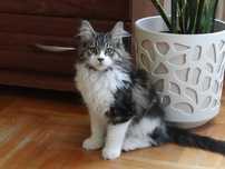 Kotek Maine Coon