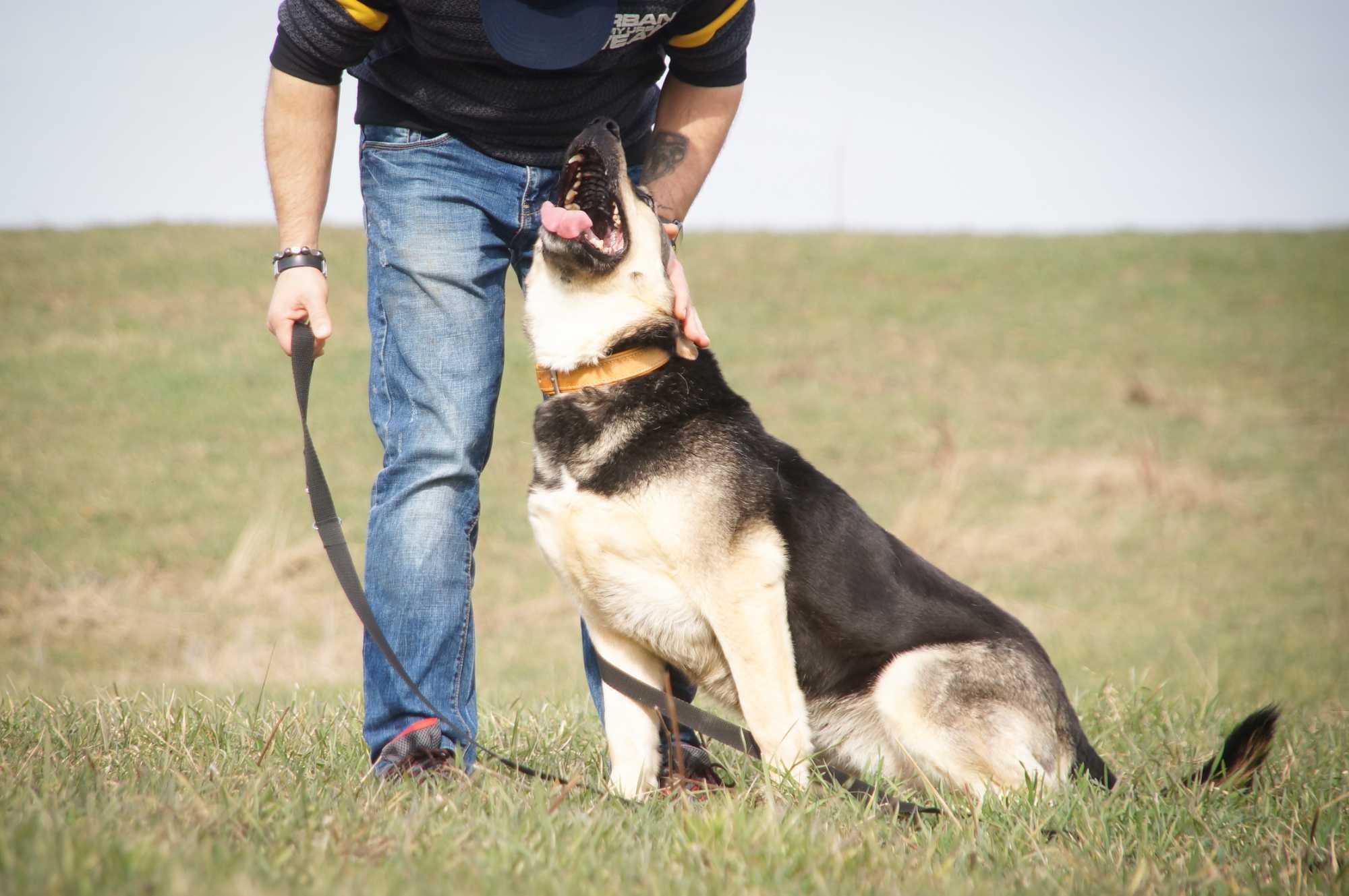 Koksa- młoda, spokojna sunia w typie owczarka poleca się do adopcji.