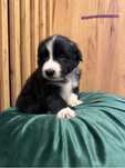 Piesek Border Collie czarno biały