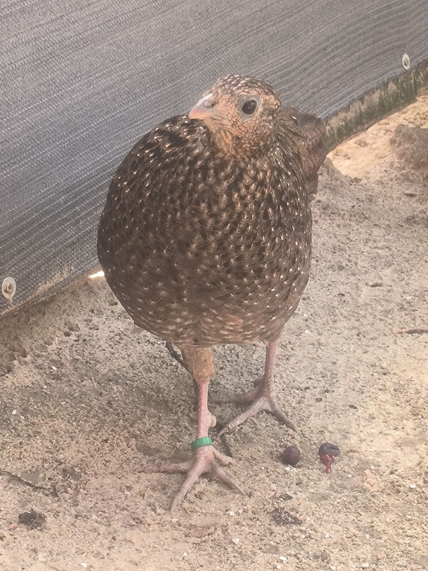 Kura satyr 2021r. Tragopan
