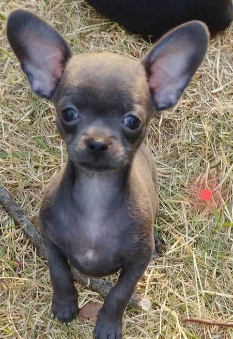 Sally - niebieska sunia chihuahua. Hodowla Laubert