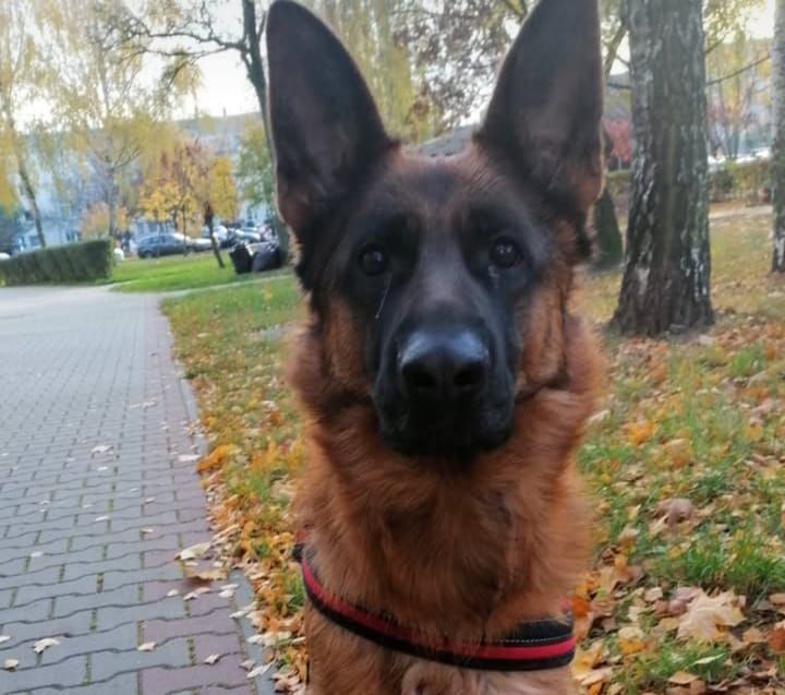 Owczarek niemiecki suczka