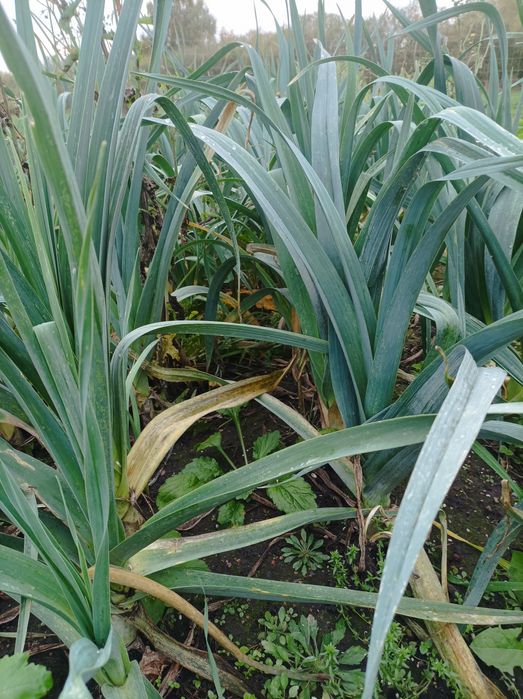 Por 15 szt zrywany na zamówienie