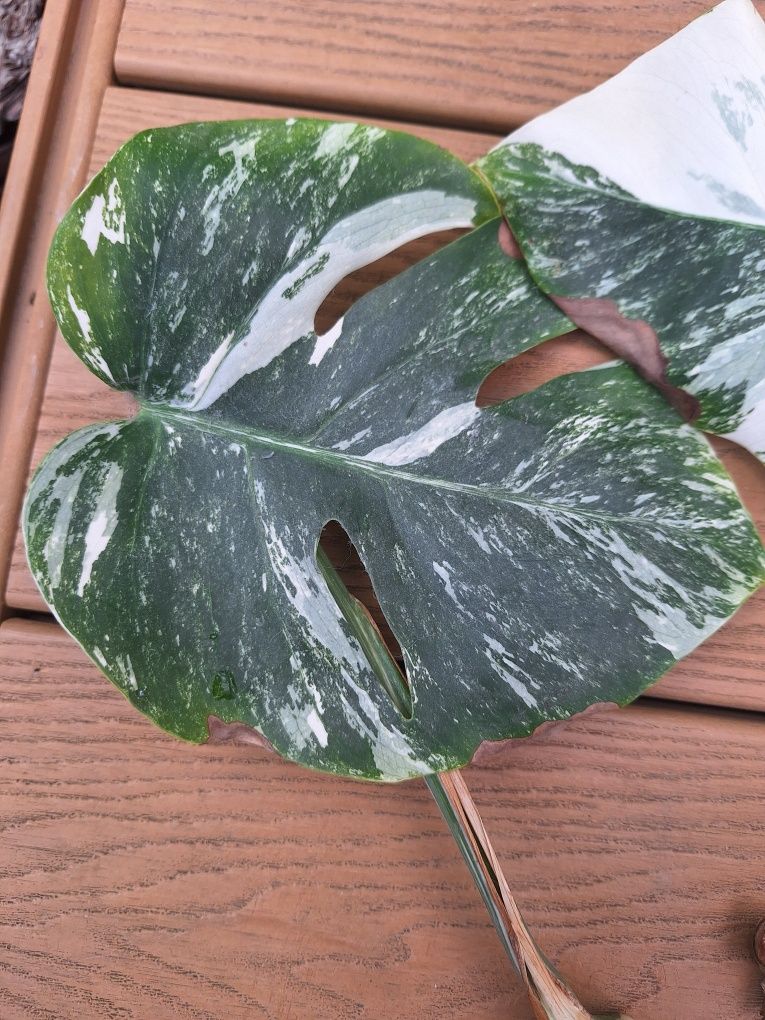Monstera deliciosa variegata