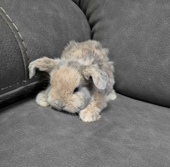 Mini Coelho Loop – Fêmeas Disponíveis