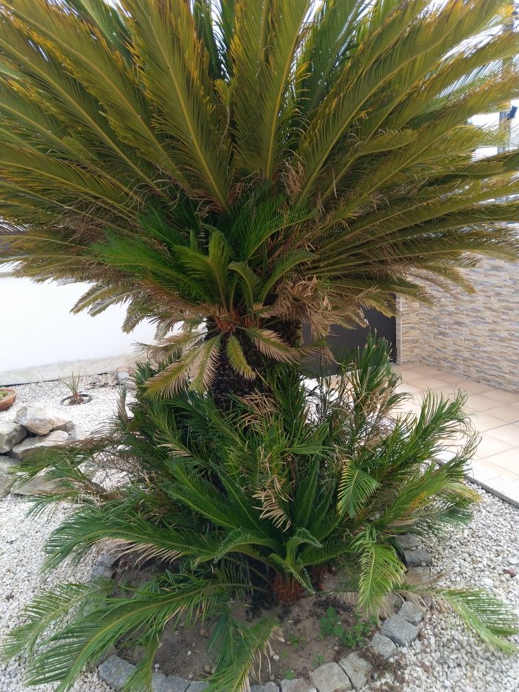 Cycas da Madeira de Jardim Pequenas

em vasos.