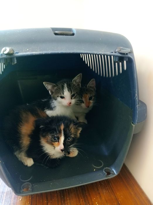 3 piękne koteczki do adopcji