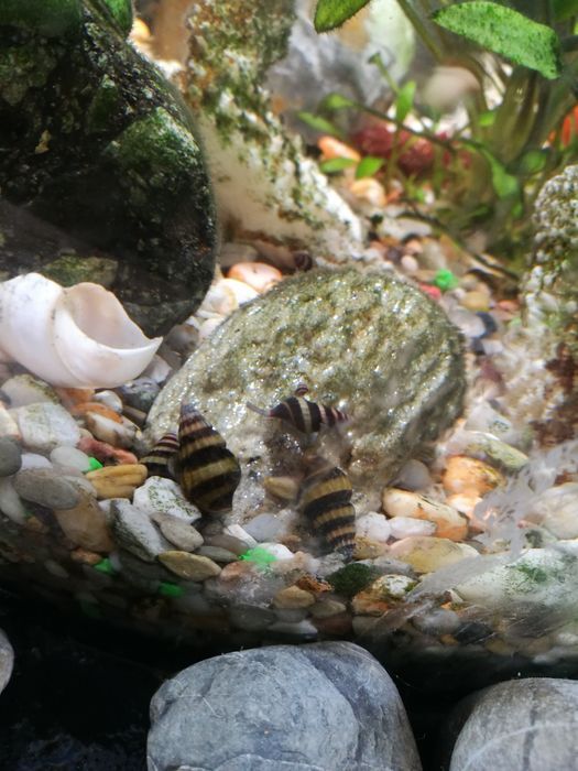 Ślimaki helenkaa helenkii