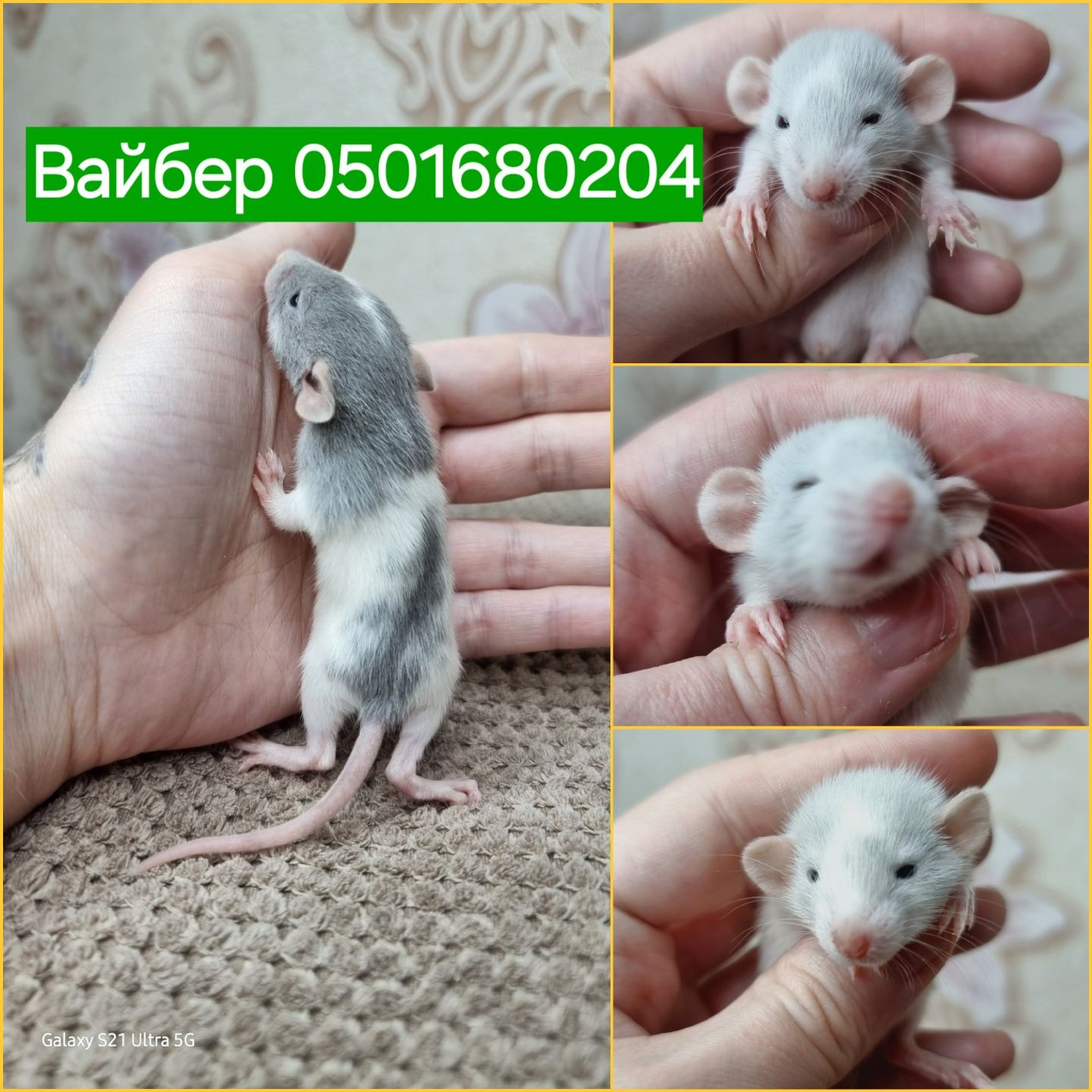 Голубые крысята редкий окрас голубая норка