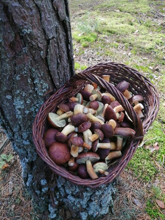 Grzyby suszone podgrzybki 500 gramów