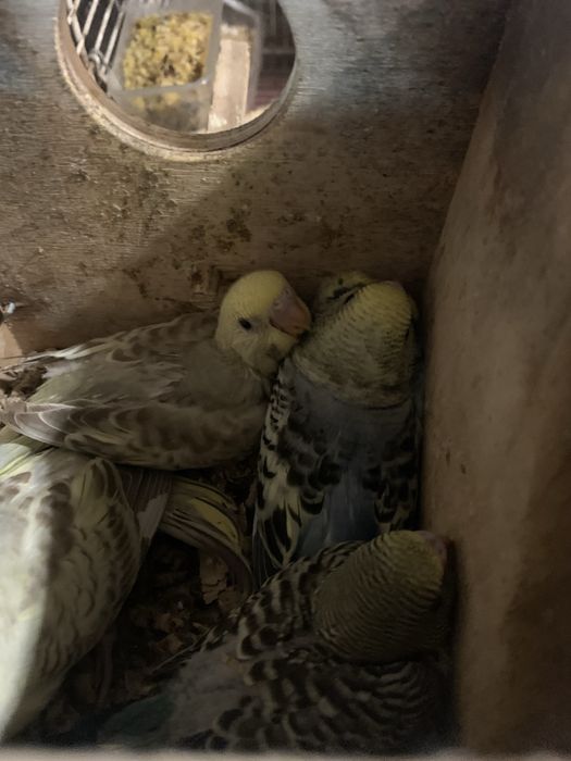 Varios periquitos para venda ou troca