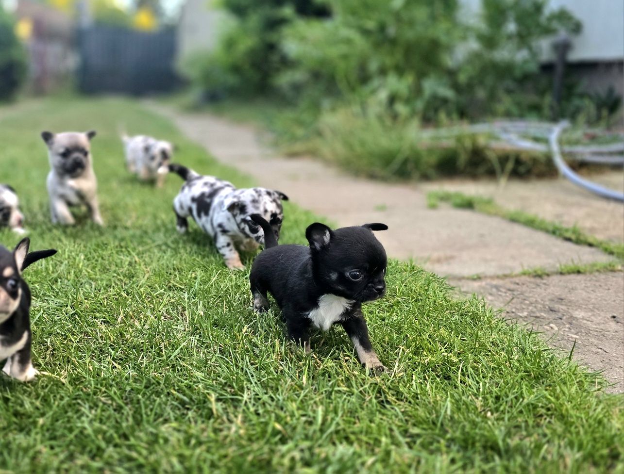 Prześliczna chihuahua piesek"Nocna Furia"