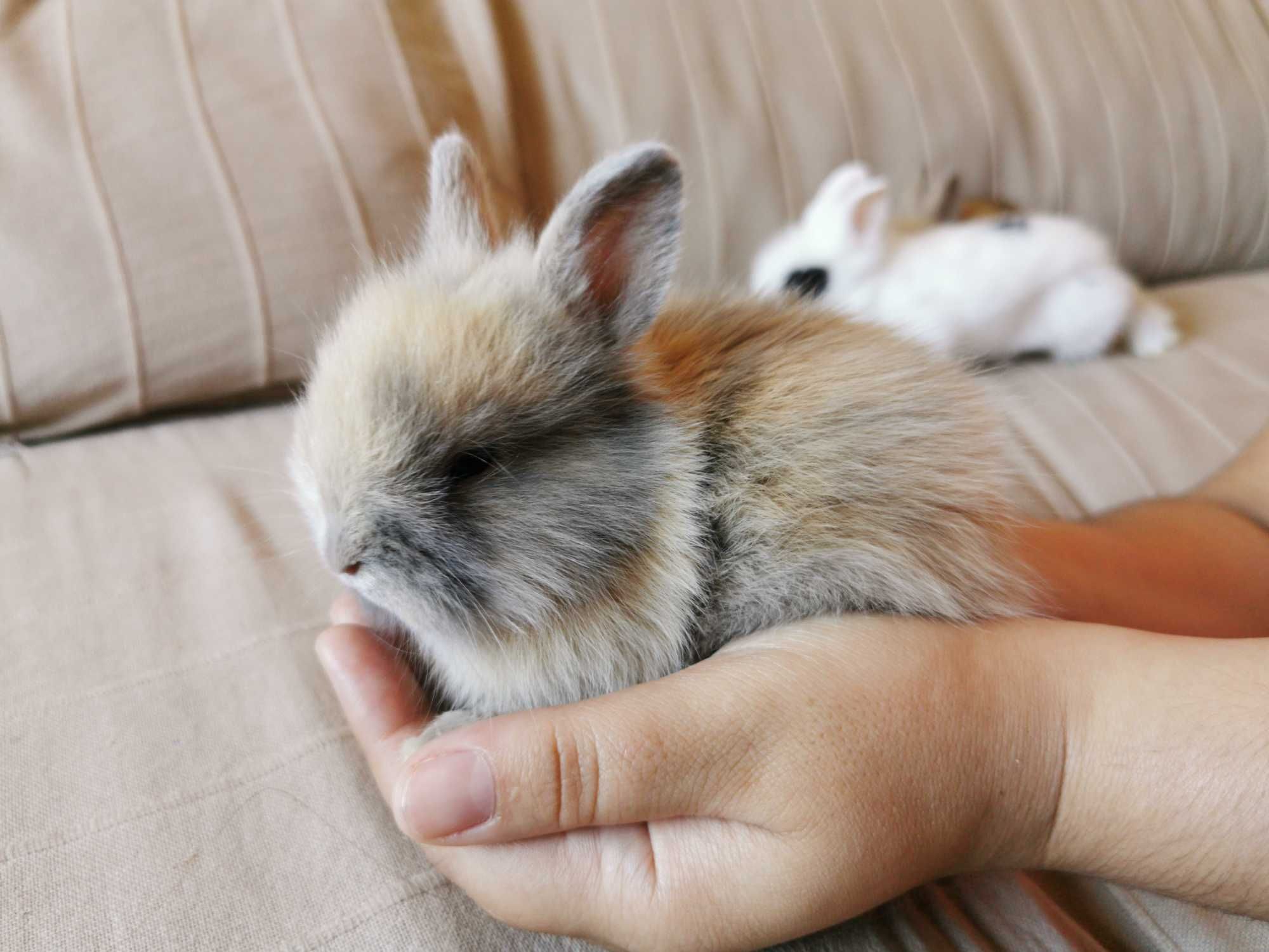 Coelhos anões bebés + gaiola nova + alimentação adequada