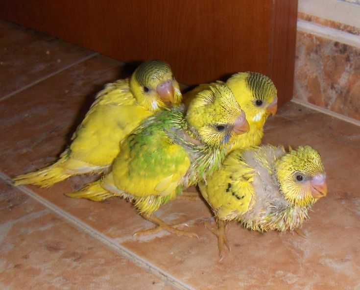 Vendo piriquitos bebés meiguinhos