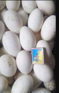 Гуси , інкубаційни яйця породи велика сіра