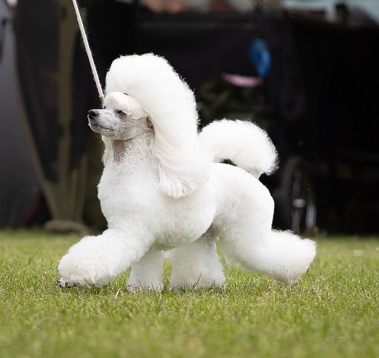 Biały pudel toy Fci Zkwp  6 miesiące  chłopiec