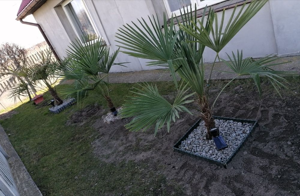 Palma mrozoodporna Trachycarpus Fortunei