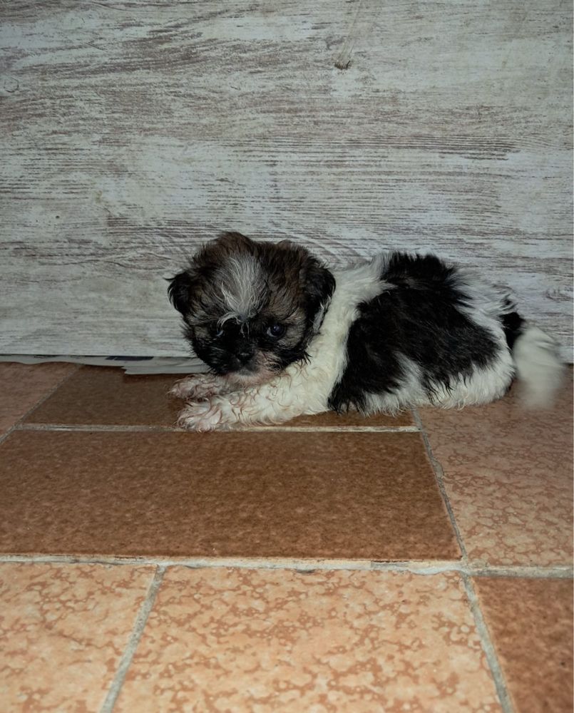 Shih-tzi linda menina three color