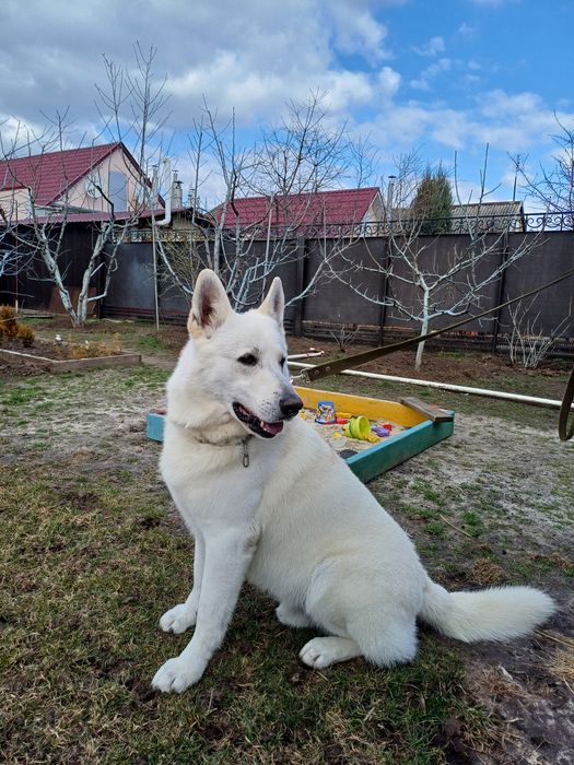 Кабель для вязки БШО(белая швейцарская овчарка,с докум. и родословной)