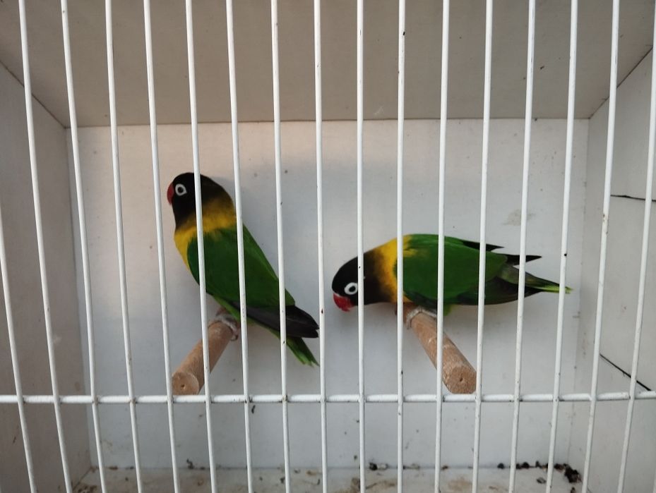 Nierozłączeki  czerwonoczelne para