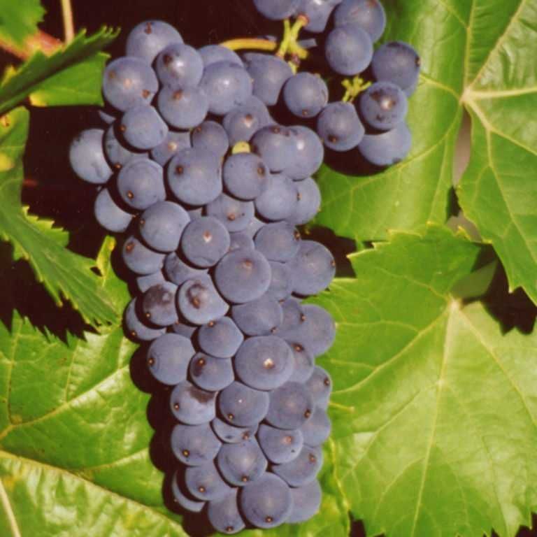 Sadzonki winorośli przerobowych - gołokorzeniowe, jedno i dwuletnie