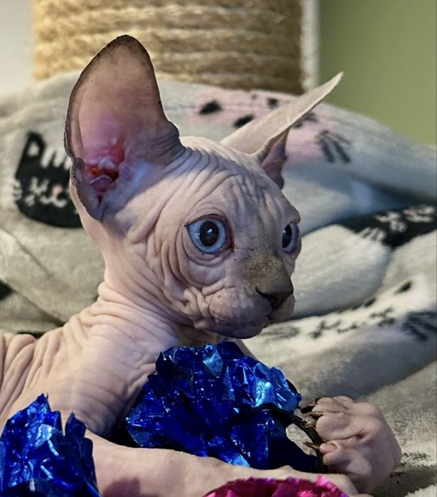 Wyjatkowy ! Sfinks kanadyjski FPL