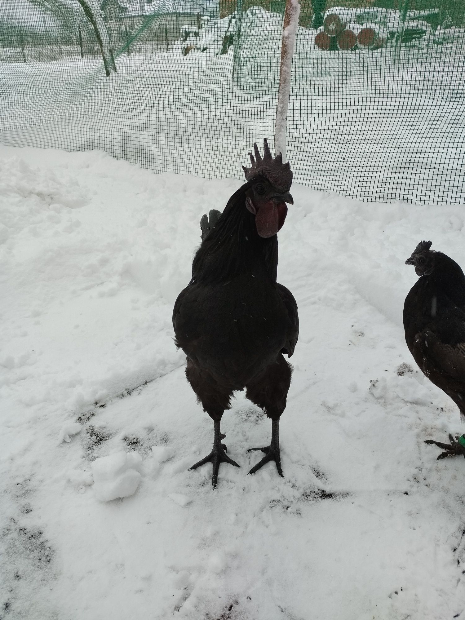 Ayam cemani jajka lęgowe