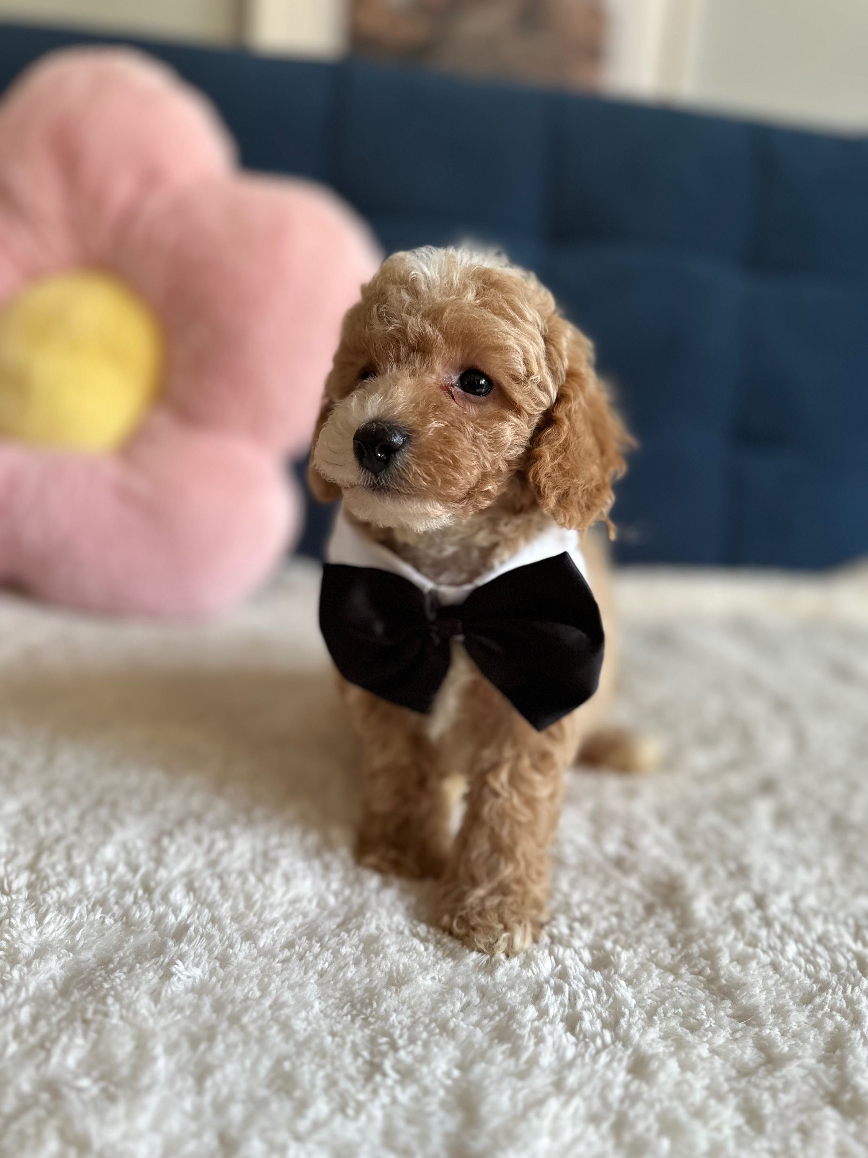 Śliczny Piesek Maltipoo F1b!