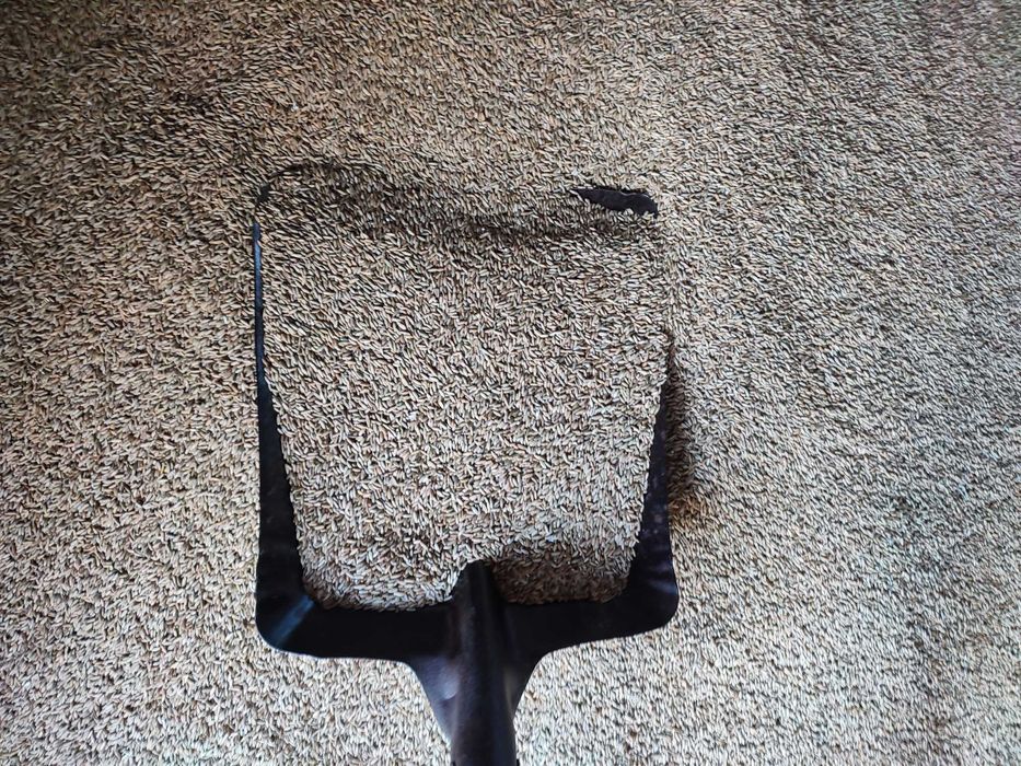 Sprzedam Żyto Kalcyt Czyszczony sezon 2025 ! ! !