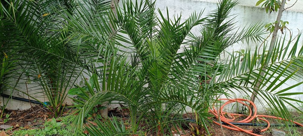 Palmeiras das Canárias e da China (leque)