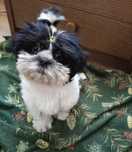 Shih tzu suczka