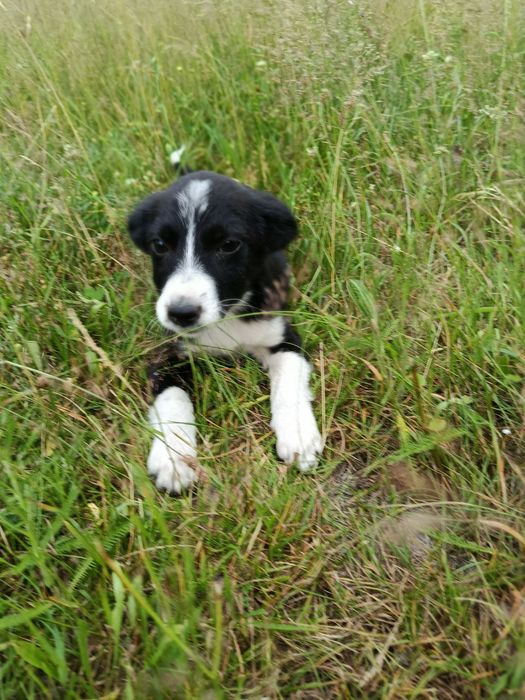 Цуценя дівчинка маленького розміру.