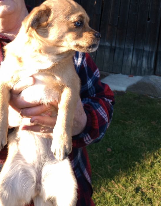 Do oddania młoda suczka za darmo.