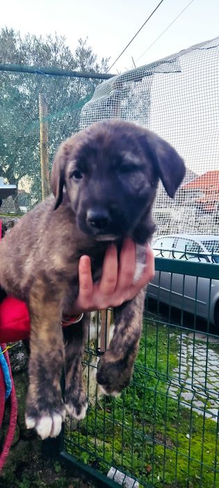 Cadelinhas para adoção