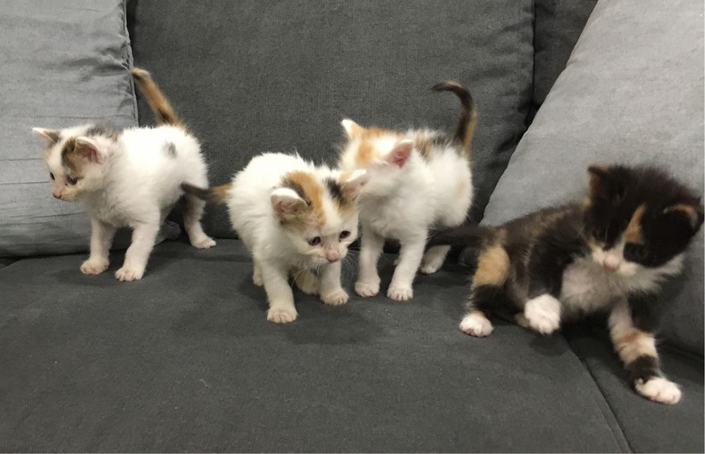 Gatinhos para adoção responsável